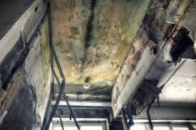 Best Attic Mold Removal in Eagle Mountain, UT